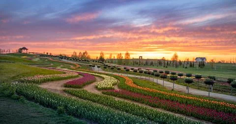 Dawn over tulip fields. Different varieties of flowers bloom in flower beds. Stock Photos
