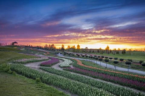 Dawn over tulip fields. Different varieties of flowers bloom in flower beds. Stock Photos