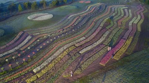 Dawn over tulip fields. Different varieties of flowers bloom in flower beds. Foto stock