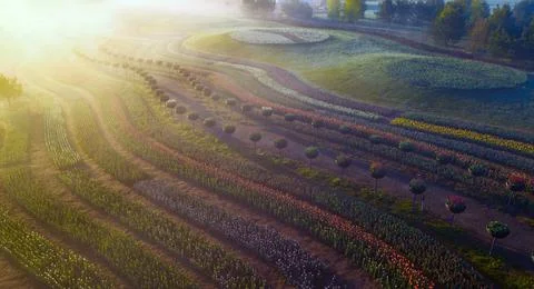 Dawn over tulip fields. Different varieties of flowers bloom in flower beds. Foto stock