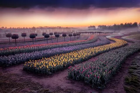 Dawn over tulip fields. Different varieties of flowers bloom in flower beds. Stock-Fotos