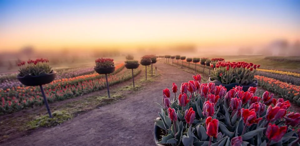 Dawn over tulip fields. Different varieties of flowers bloom in flower beds. Stock-Fotos