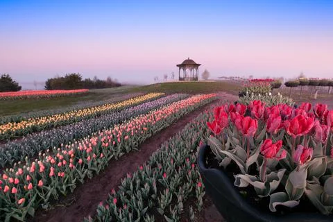 Dawn over tulip fields. Different varieties of flowers bloom in flower beds. Foto stock
