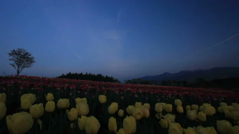 Dawn Over the Tulip Fields: Hills, Mount Nasu, and Woodlands 스톡 동영상 330150010