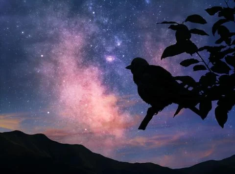 At the dawn Foto stock