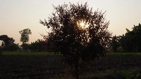 Dawn Rays Piercing Tree Canopy Stock Footage 326158608