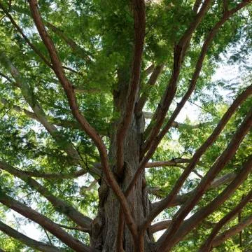 Dawn Redwood Stock Photos