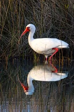 Dawn Reflections of a White Ibis Stock Photos
