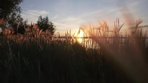 Dawn by the river Stock Footage 124857160