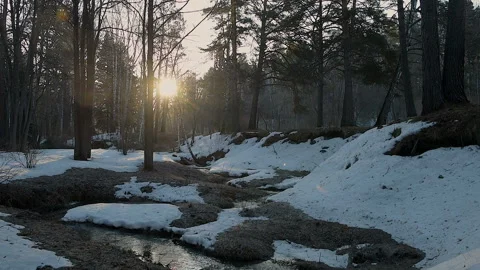 The dawn of the Sounder in the spring forest. Stock Footage 106146100