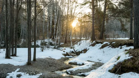 The dawn of the Sounder in the spring forest. Stock Footage 106148995