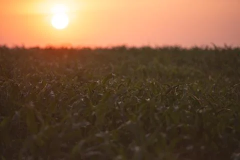 Dawn in the spring cornfield Stock Photos