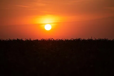 Dawn in the spring cornfield Stock Photos