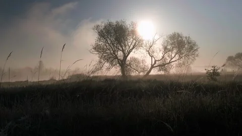 Dawn sun over the field, thick fog over the field Stock Footage 241942889