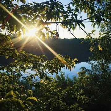 Dawn through the branches Stock Photos