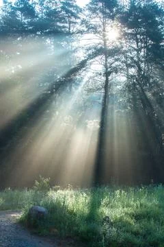 Dawn through the forest thicket Stock Photos