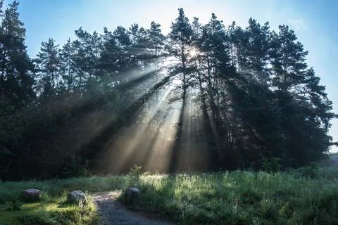 Dawn through the forest thicket Stock Photos