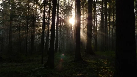 Dawn through the taiga forest in Siberia Stock-Footage 168526527