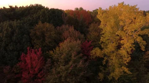 Dawn time shot of fall forest filmed by drone slowly rising up Stock Footage 119190066