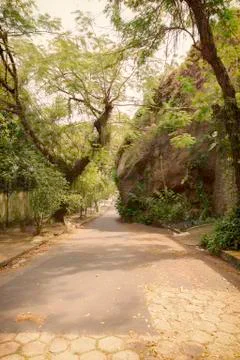 Dawn on a Tree Lined Street Stock Photos