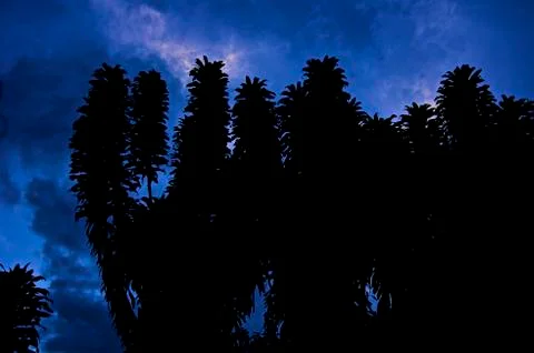 Dawn at the tropic Stock Photos