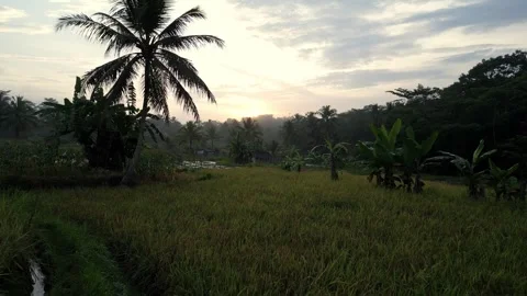 Dawn in the village Stock Footage 253757606