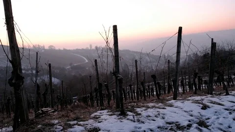 Dawn in a vineyard in winter with snow Stock Footage 78033904