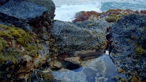 Dawn Waves Tide pool Sea Urchins Kauai Hawaii Stock Footage 81999495