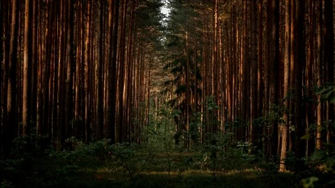 Dawn in the wood Stock Footage 77944850