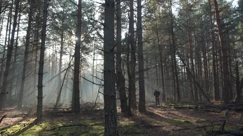 Dawn in the woods, a guy walking in the sunlight Stock Footage 250343894
