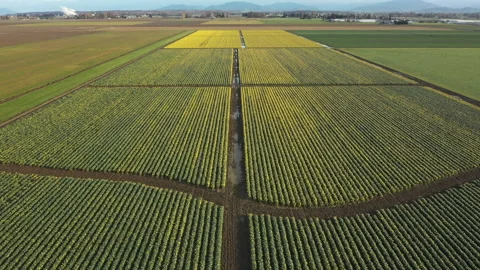 Dawn in the Yellow Daffodil Fields of the Skagit Valley. Stock Footage 151603608