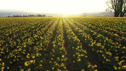 Dawn in the Yellow Daffodil Fields of the Skagit Valley. Stock Footage 151603762