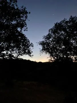 Dawns between two large trees Stock Photos