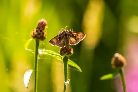 Day active Silver Y Autographa gamma moth pollinating on pink and purple this Stock Photos