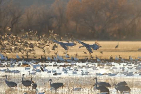 A Day In Bosque Stock Photos