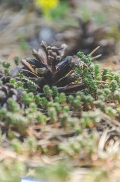 Day bumps in the pine forest 库存照片