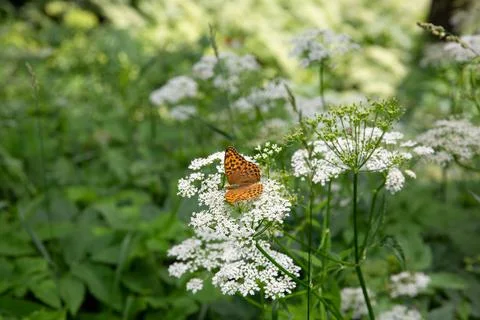 The day butterfly checker Melitaea opens its wings on yarrow or chervil flowe Stock Photos