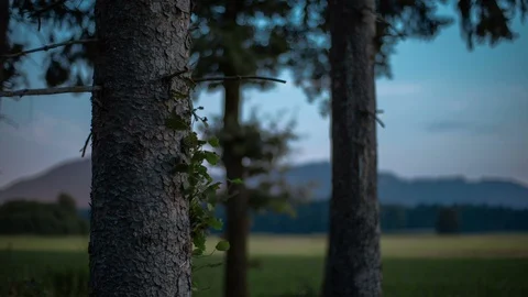 Day is closing in the forest Stock Footage 93162372