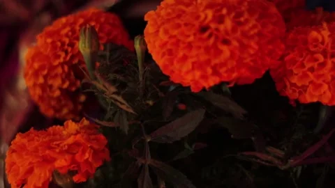 Day of the dead. Cempasuchil 003 Stock Footage 170515732