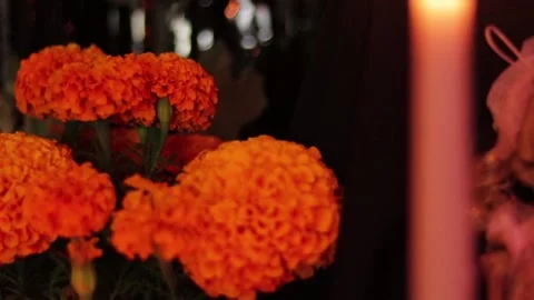 Day of the dead. Cempasuchil 004 Stock Footage 170515796