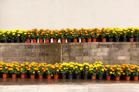 Day dead orange yellow flower green leafs blurred background Foto stock