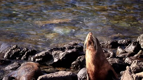 Day Dreaming Seal Stock Footage 132780246