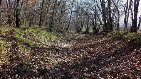 Day flight in a beautiful oak forest Stock Footage 83010596