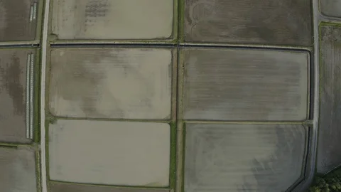 Day flight on a copter over rice fields in Japan Stock Footage 110699666