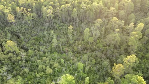 Day in the Forest Stock Footage 170197051