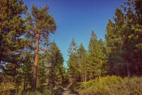 A day in the forest Stock-Fotos