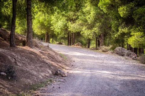 Day in the forest Stock Photos