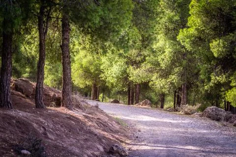 Day in the forest Stock Photos