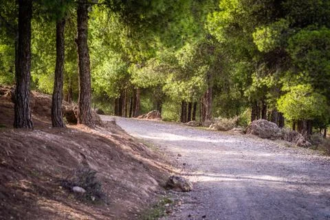 Day in the forest Stock Photos