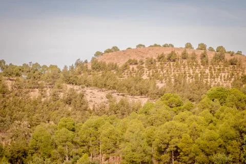 Day in the forest Stock Photos